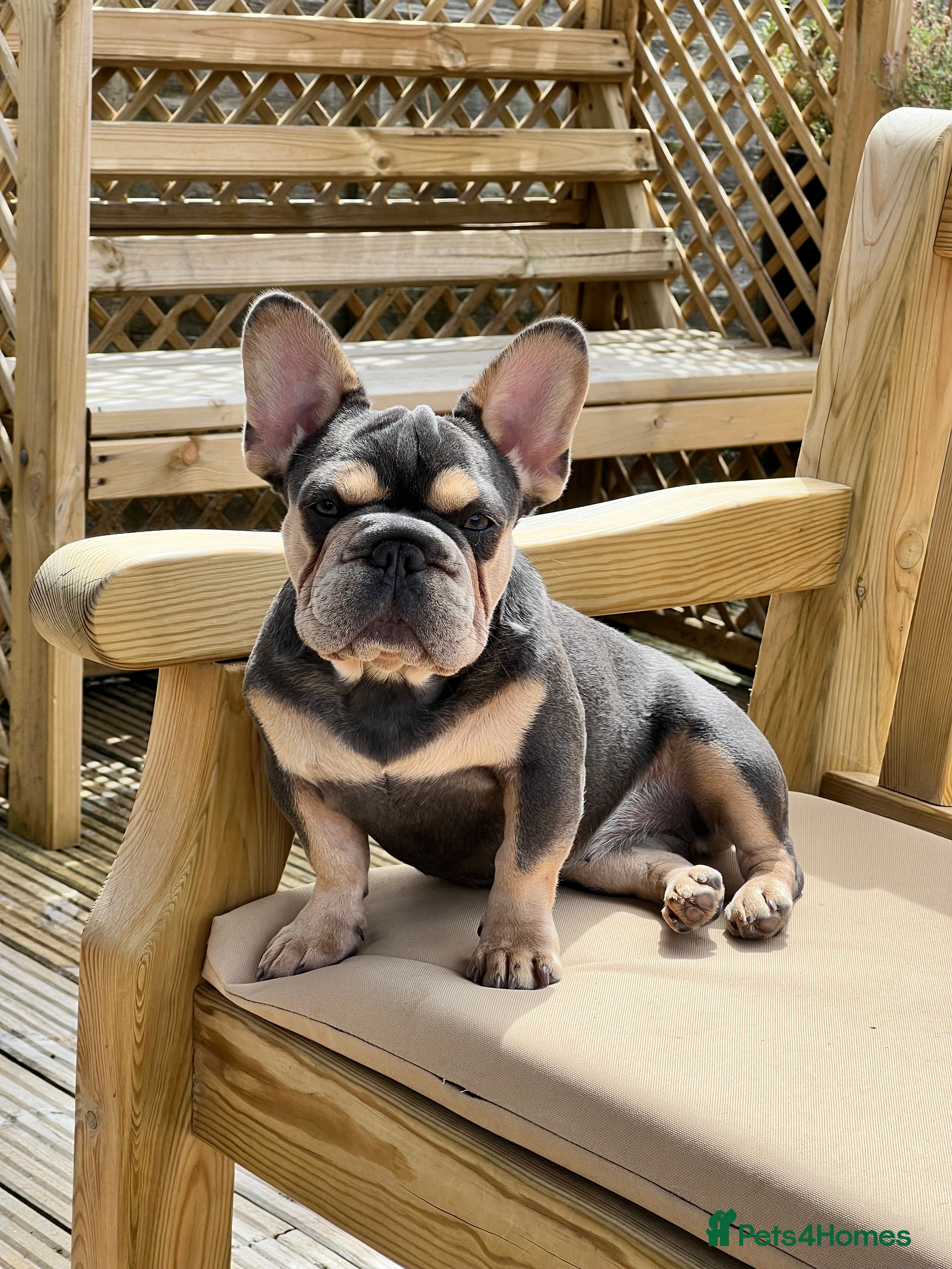 French Bulldog dogs Beautiful French Bulldog - Advert 1