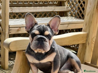 French Bulldog dogs Beautiful French Bulldog - Advert 1