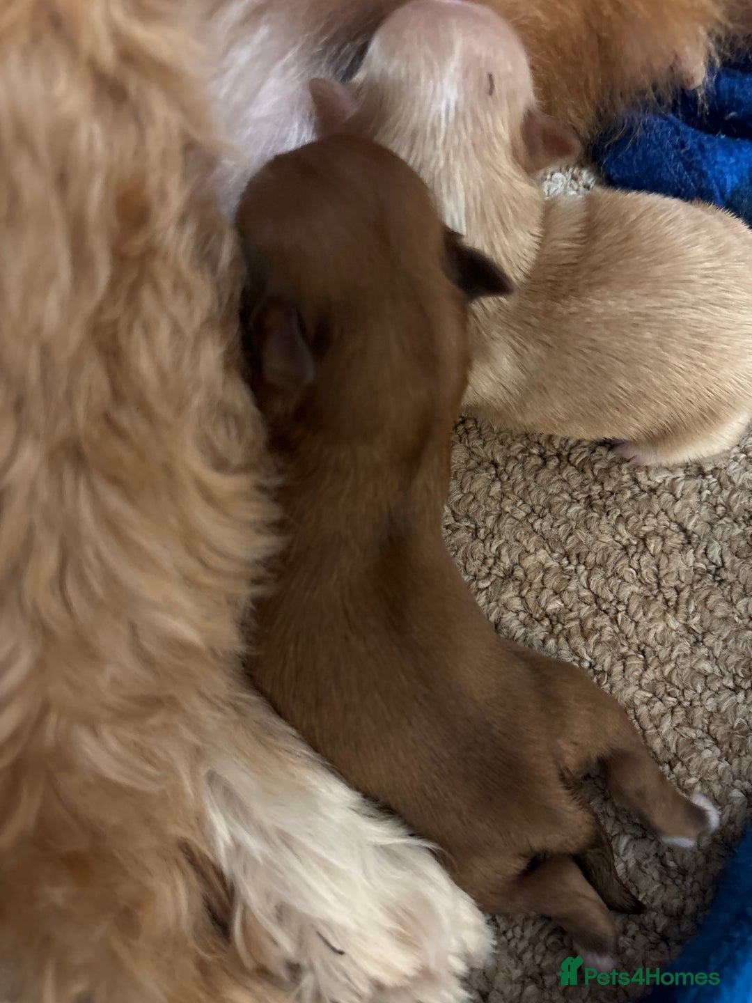 Lhasa Apso dogs for sale: KC registered Lhasa Apso puppies - Image 8