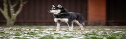 Siberian Husky dogs for adoption: TUCKER – Male Siberian Husky - Advert 2