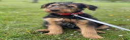 Airedale Terrier dogs for sale: This is a test advert  please do not contact. 🚫 - Advert 4