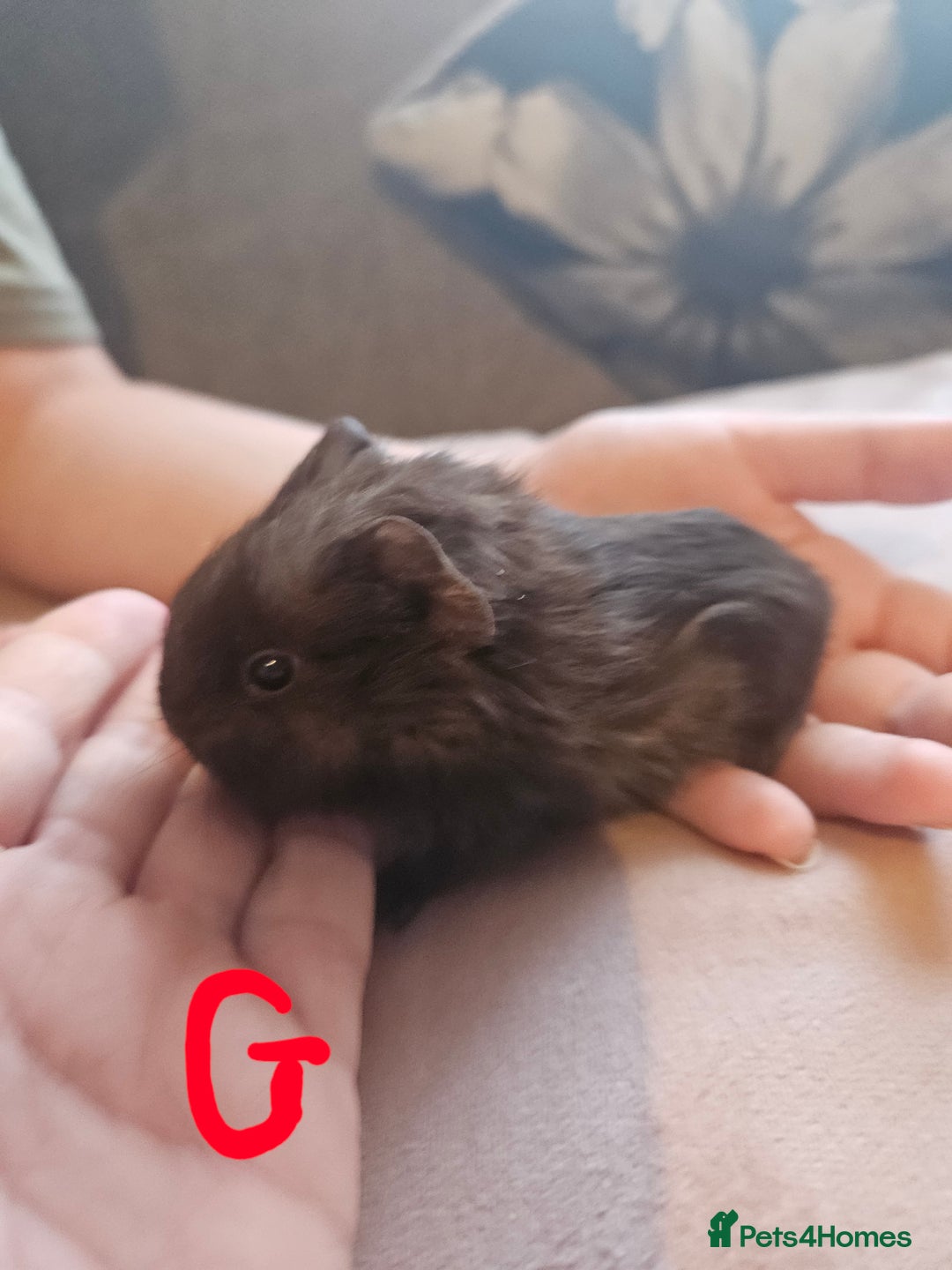 Guinea Pig rodents for sale: Baby guinea pigs - Image 7