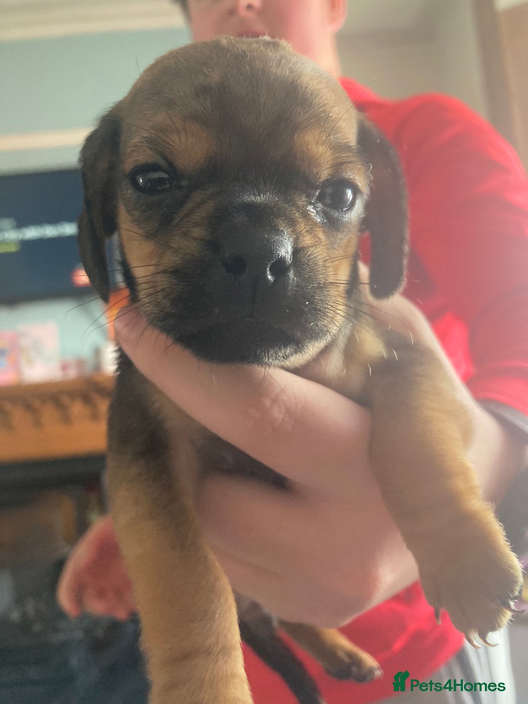 Mixed Breed dogs for sale: Adorable Daug puppies  - Image 10
