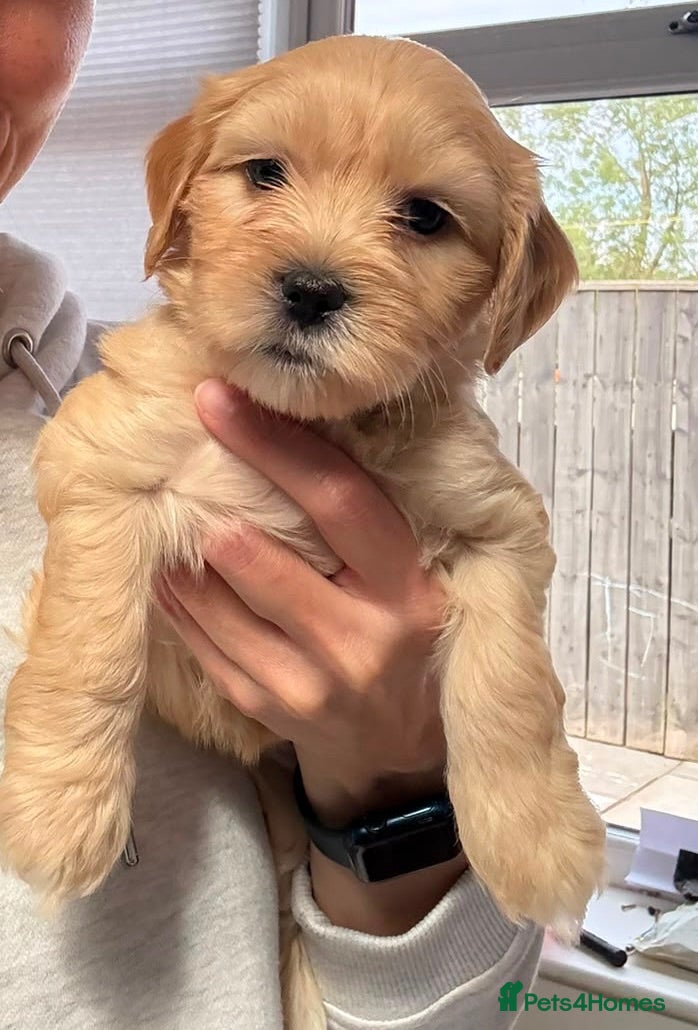 Mixed Breed dogs The Cutest Shih Poo-Doodles - Advert 16