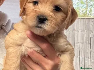 Mixed Breed dogs The Cutest Labradoodle x Shitzu’s - Advert 4