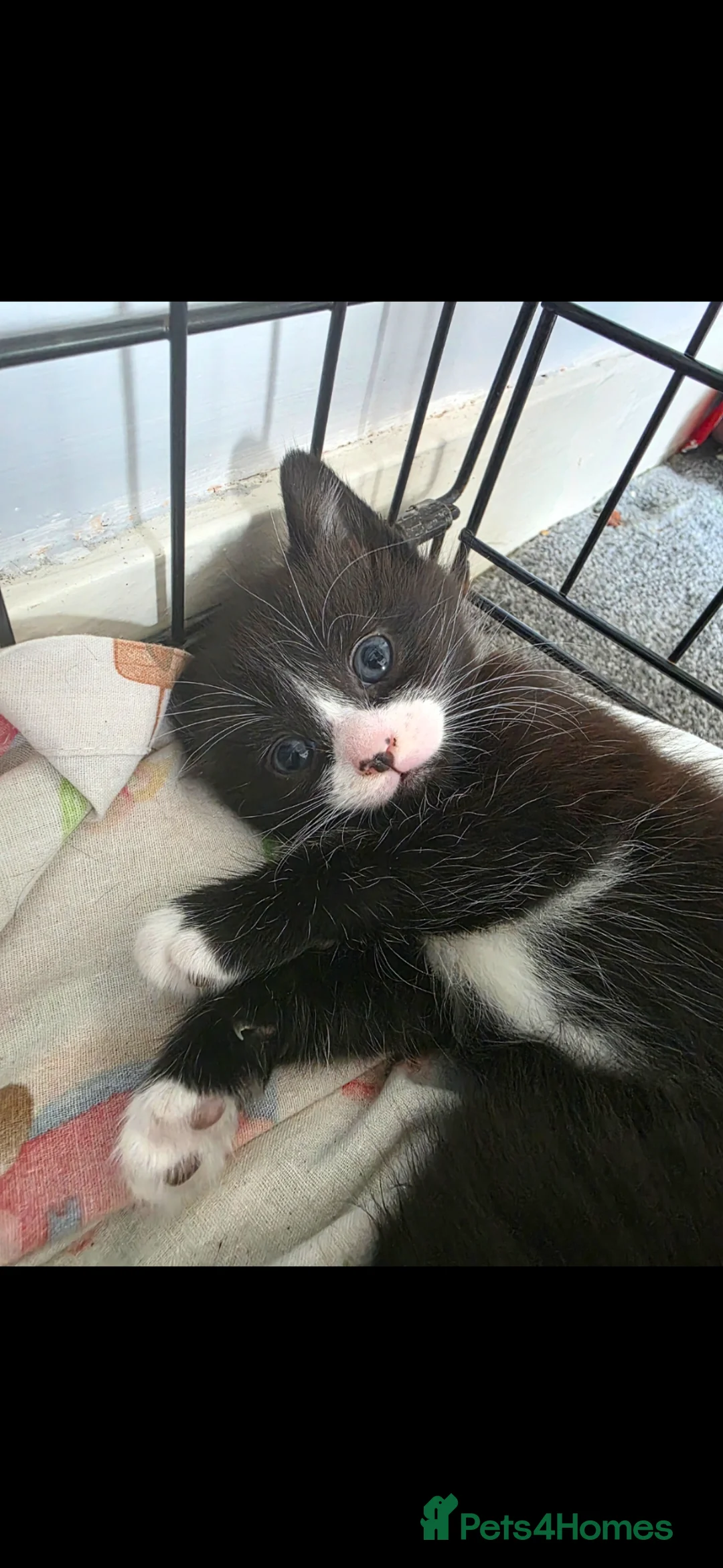 Mixed Breed cats for sale: 3 wee boys in Shotts - Advert 4