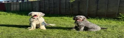 Old English Sheepdog dogs for stud: Old English Sheepdog for Stud KC Registered  - Advert 11