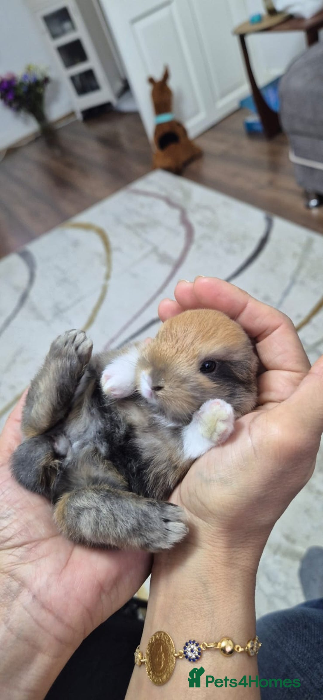 Mixed Breed rabbits for sale: 3 weeks old so cute 💕 - Advert 14