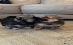 German Spitz dogs for sale: KC Reg Show Type German Spitz (Klein) For Sale. - Image 10