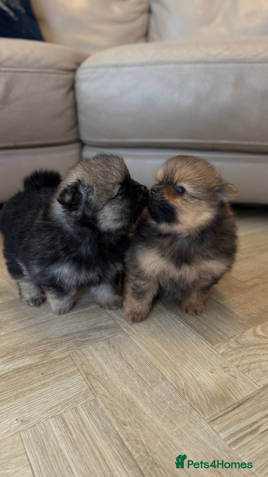 German Spitz dogs for sale: KC Reg Show Type German Spitz (Klein) For Sale. - Image 10