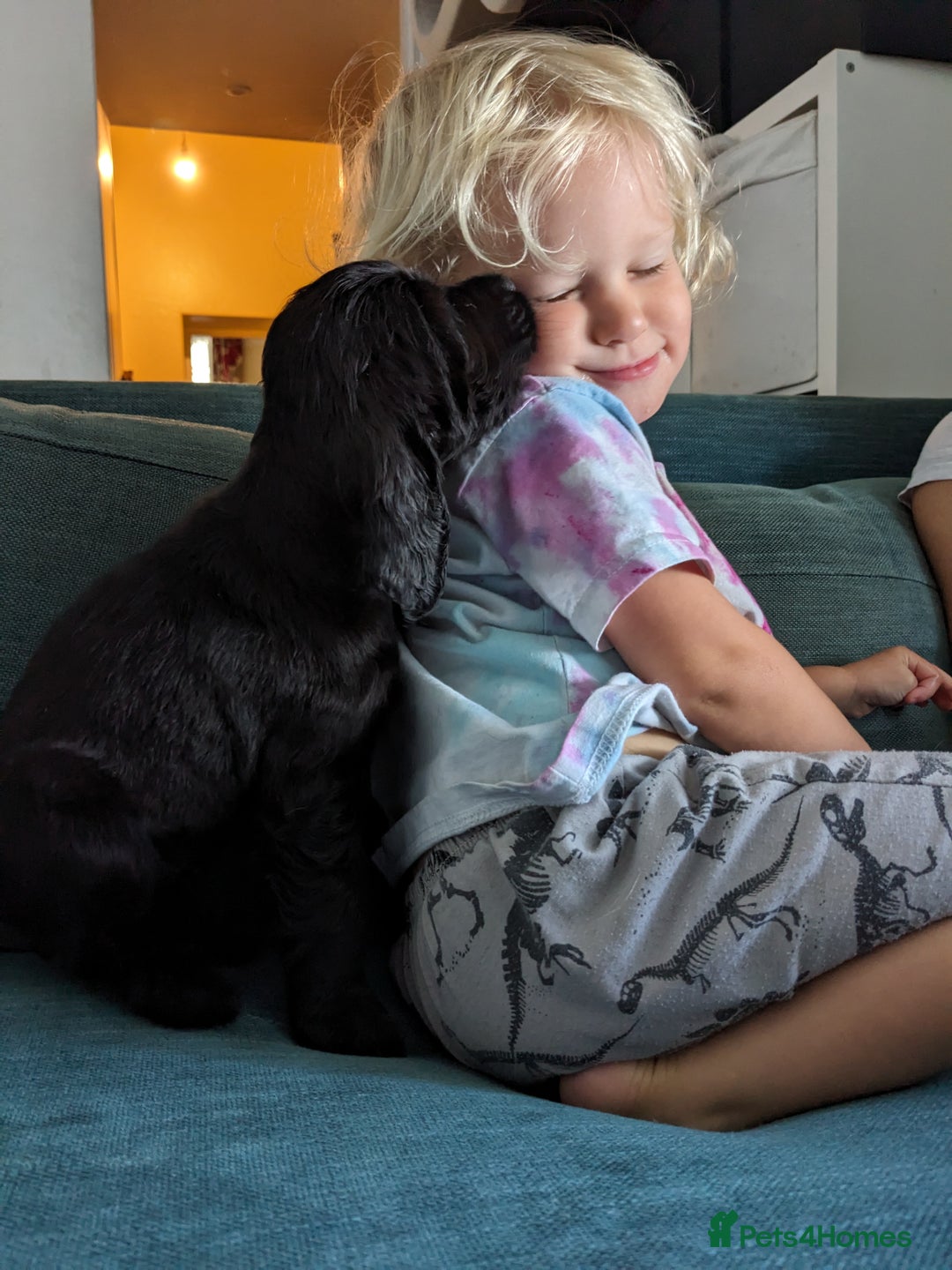 Sprocker dogs for sale: Last Sprocker puppy remaining - Image 8