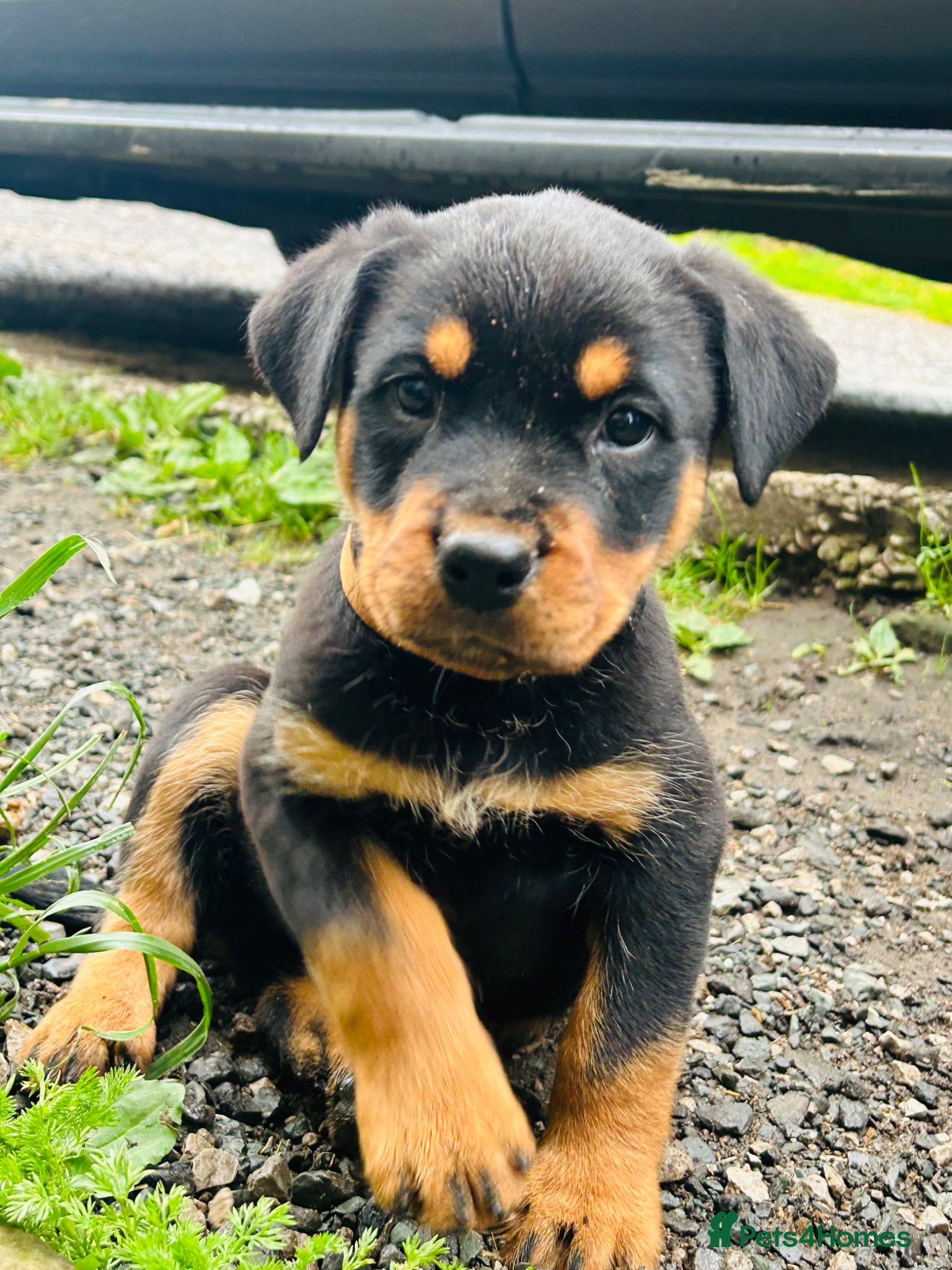 Rottweiler dogs 1 GIRL 2 BOYS LEFT 🧡🖤chunky Rottweiler puppies  - Advert 4