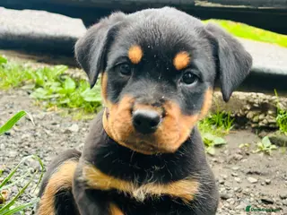 Rottweiler dogs 1 GIRL 2 BOYS LEFT 🧡🖤chunky Rottweiler puppies - Advert 4