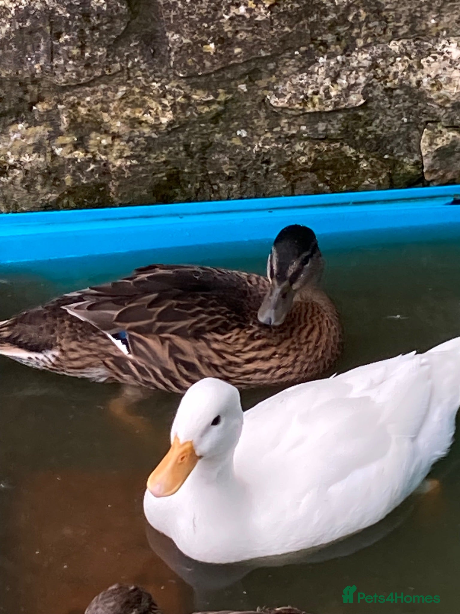 Ducks poultry Call ducklings x 3 . 7 weeks old .  - Advert 16