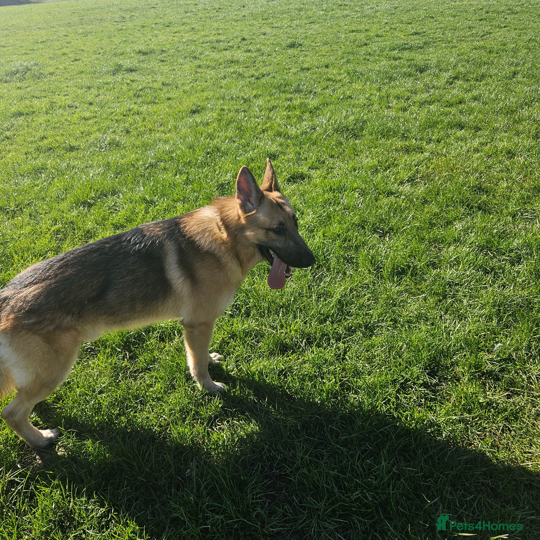 German Shepherd dogs Nearly 2 years old German shepherd Male  - Advert 11