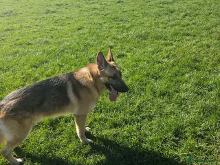 German Shepherd dogs Nearly 2 years old German shepherd Male - Advert 11