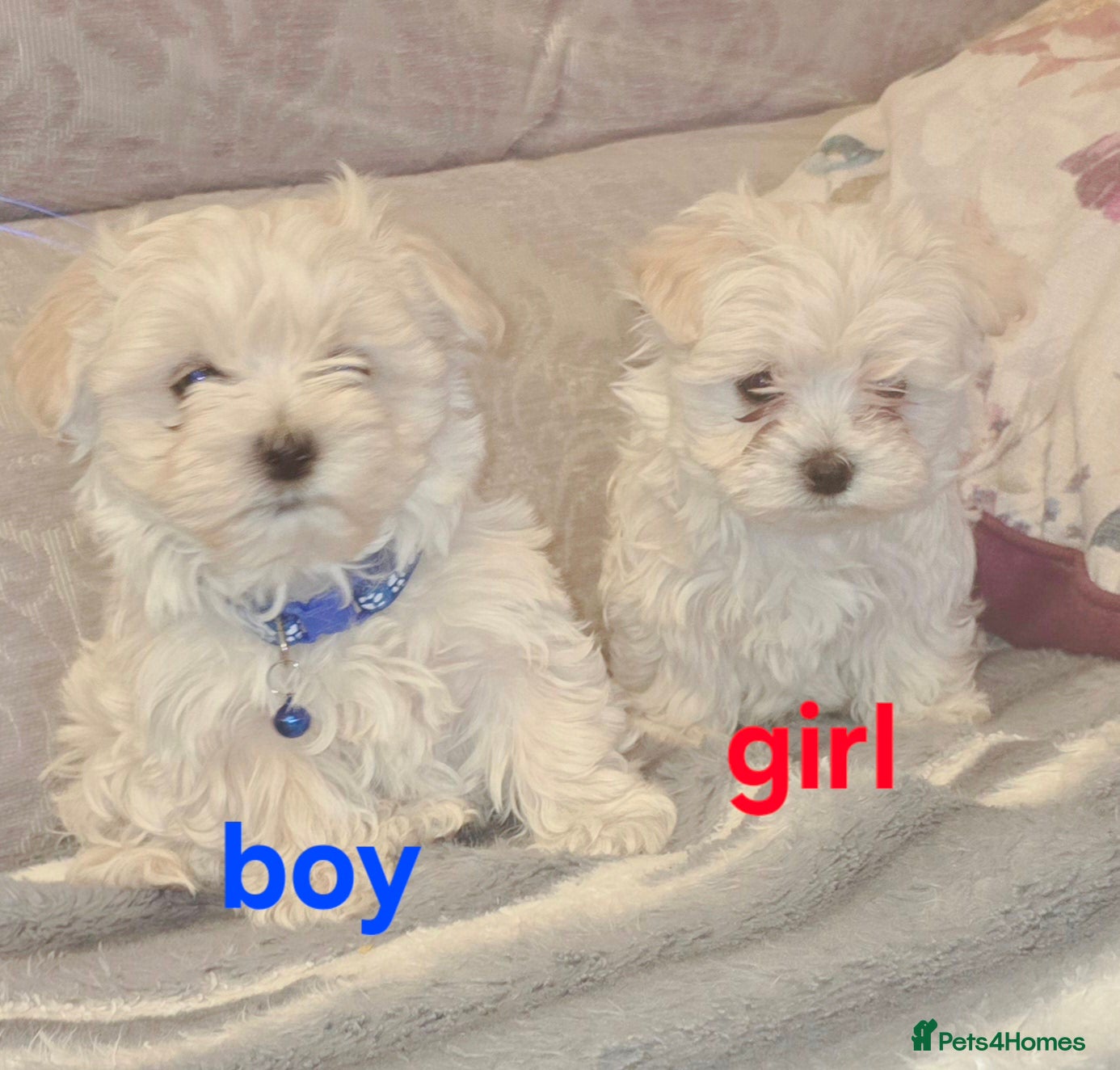 Maltipoo dogs  Extra small Korean Toy Maltipoo baby's  - Advert 15