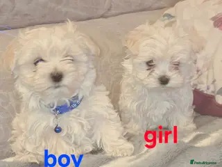 Maltipoo dogs Extra small Korean Toy Maltipoo baby's - Advert 15