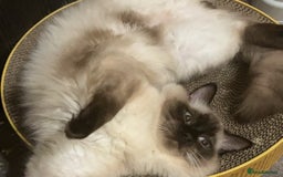 Ragdoll cats for sale: 1-Year-Old Purebred Blue-Eyed - Image 1