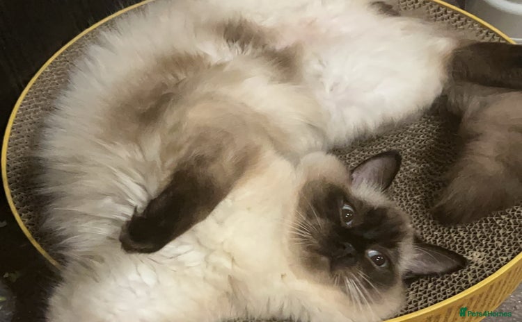 Ragdoll cats - Advert 1