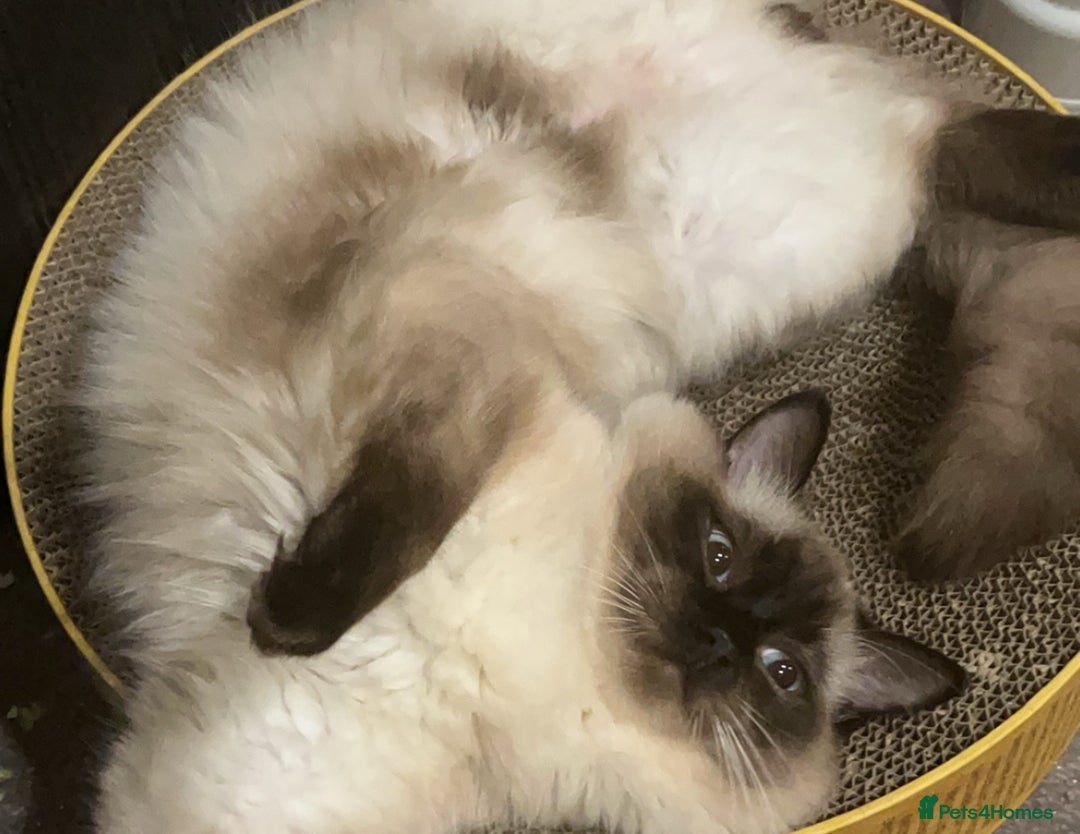 Ragdoll cats for sale: 1-Year-Old Purebred Blue-Eyed - Image 1