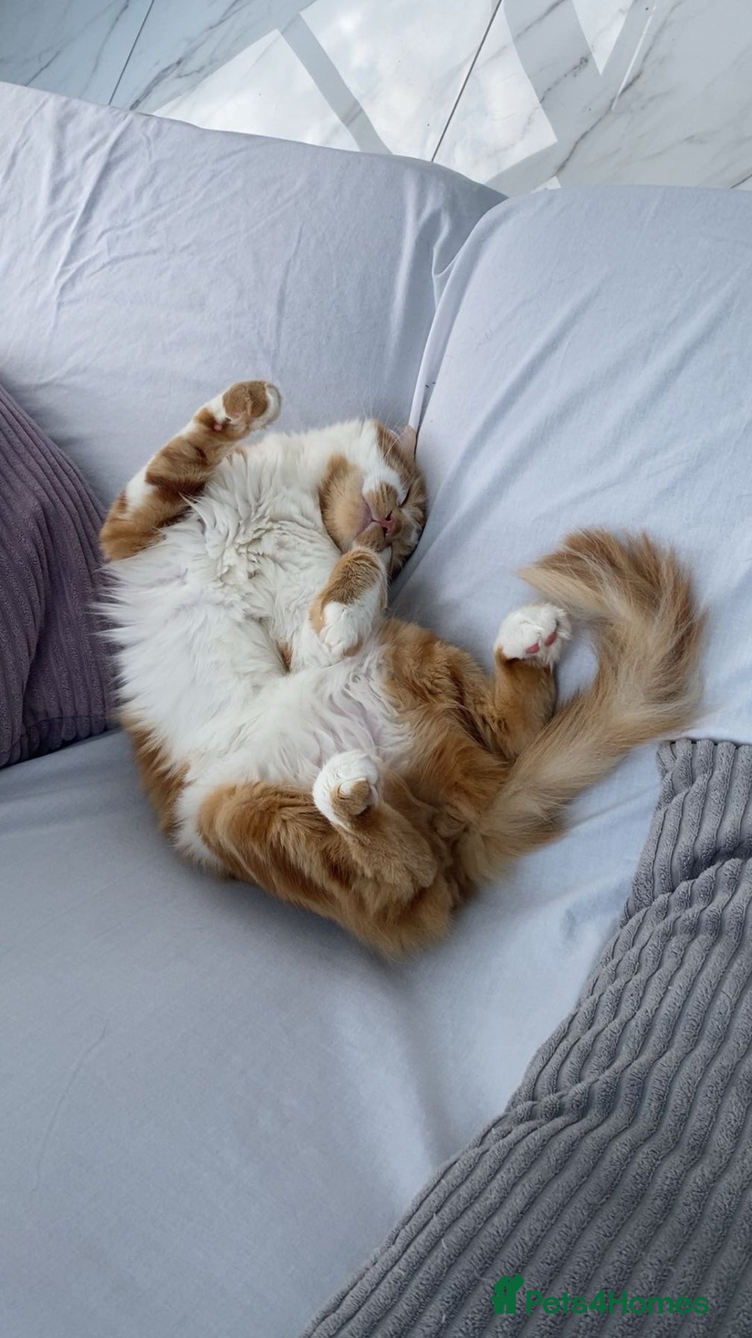 Mixed Breed cats for sale: Long haired ginger and white cat - Image 2
