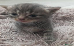 Bengal cats for sale: Kitten boys  - Image 7