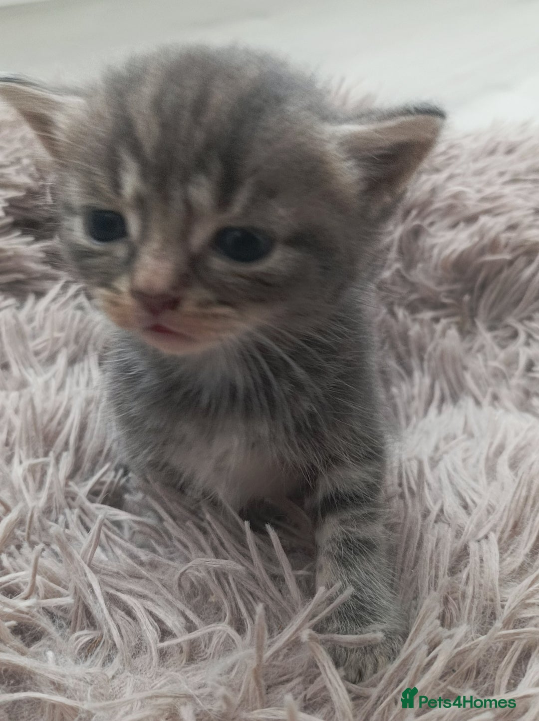 Bengal cats for sale: Kitten boys  - Image 7