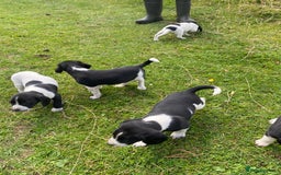 Mixed Breed dogs for sale: Beagle x Springer Spaniel - Image 9