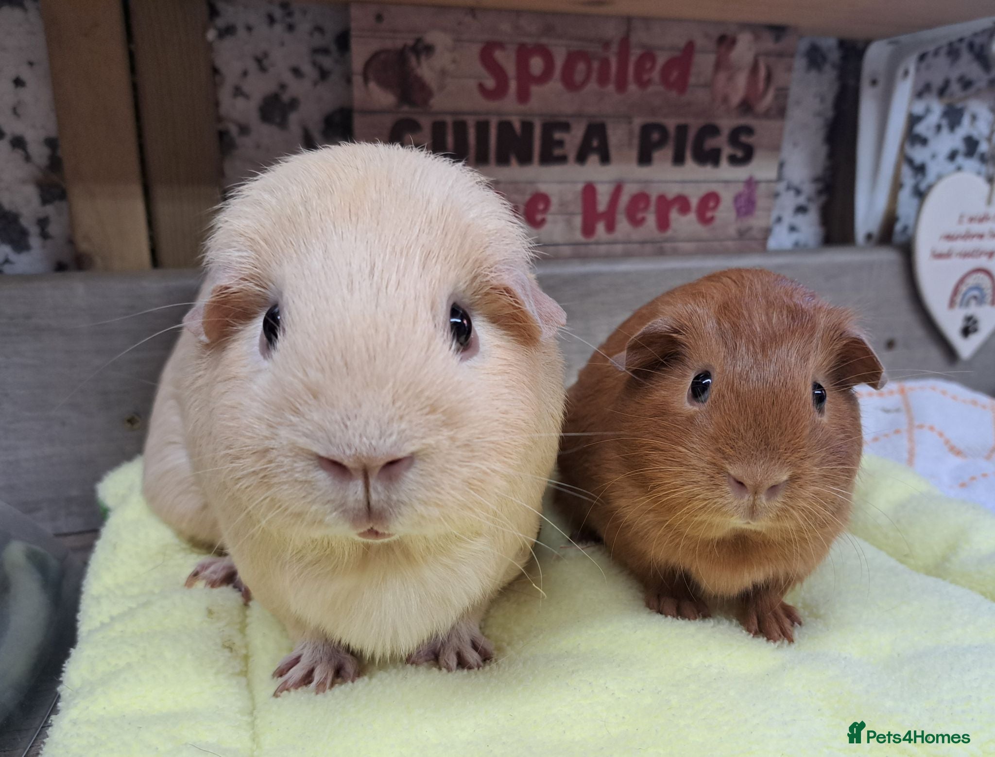 Guinea Pig rodents Female Guinea Pigs - Leeds collection - Advert 2