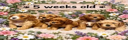 Cavapoo dogs for sale: Stunning Red toy F2B cavapoo - Advert 7