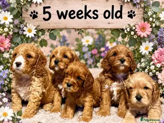 Cavapoo dogs Stunning Red toy F2B cavapoo - Advert 2