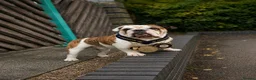 English Bulldog dogs for stud: TYSON - PROVEN KC REG STUD - Advert 2