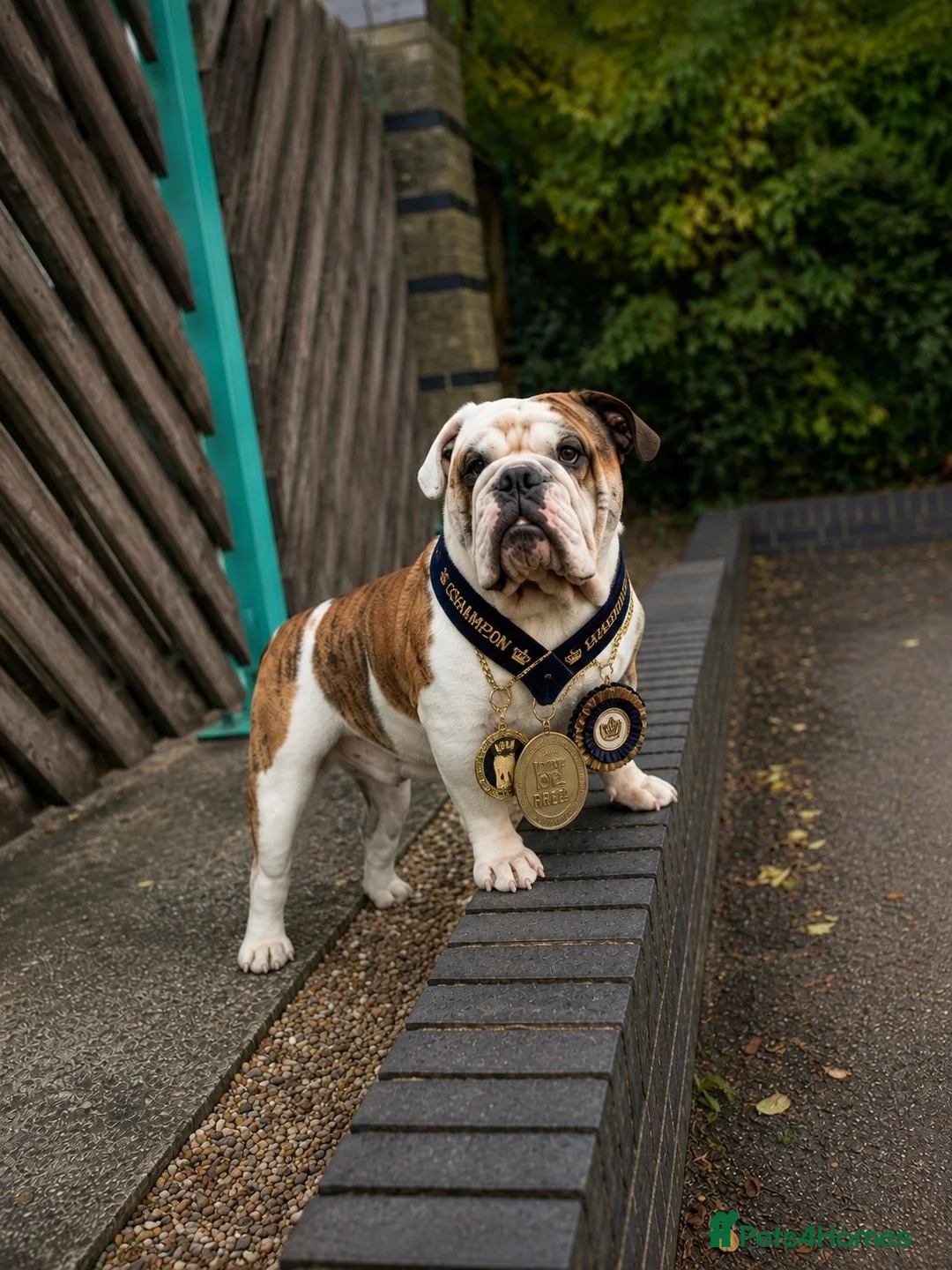 English Bulldog dogs for stud: TYSON - PROVEN KC REG STUD - Advert 2