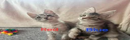 Maine Coon cats for sale: Maine Coon Kittens 🌟Tica Registered  - Advert 17