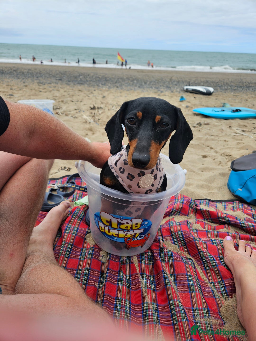 Miniature Dachshund dogs for sale: Miniature dachshund male puppies - Advert 21