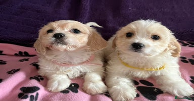 Cavachon dogs - Advert 3