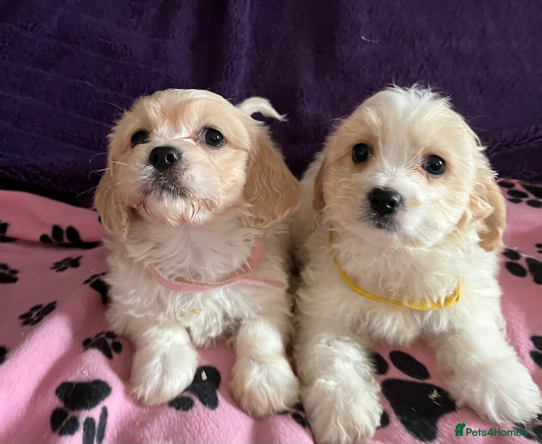 Cavachon dogs for sale: Cute Cavachon puppies  - Image 3