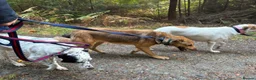 Mixed Breed dogs for adoption: Jessie - Norwich Norfolk  in Norwich - Advert 11