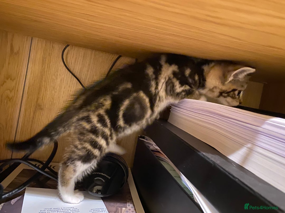 Mixed Breed cats for sale: Four gorgeous kittens  - Image 15