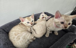 Bengal cats for sale: BLUE EYE SNOW BENGAL LYNC TICA ACTIVE - Image 1
