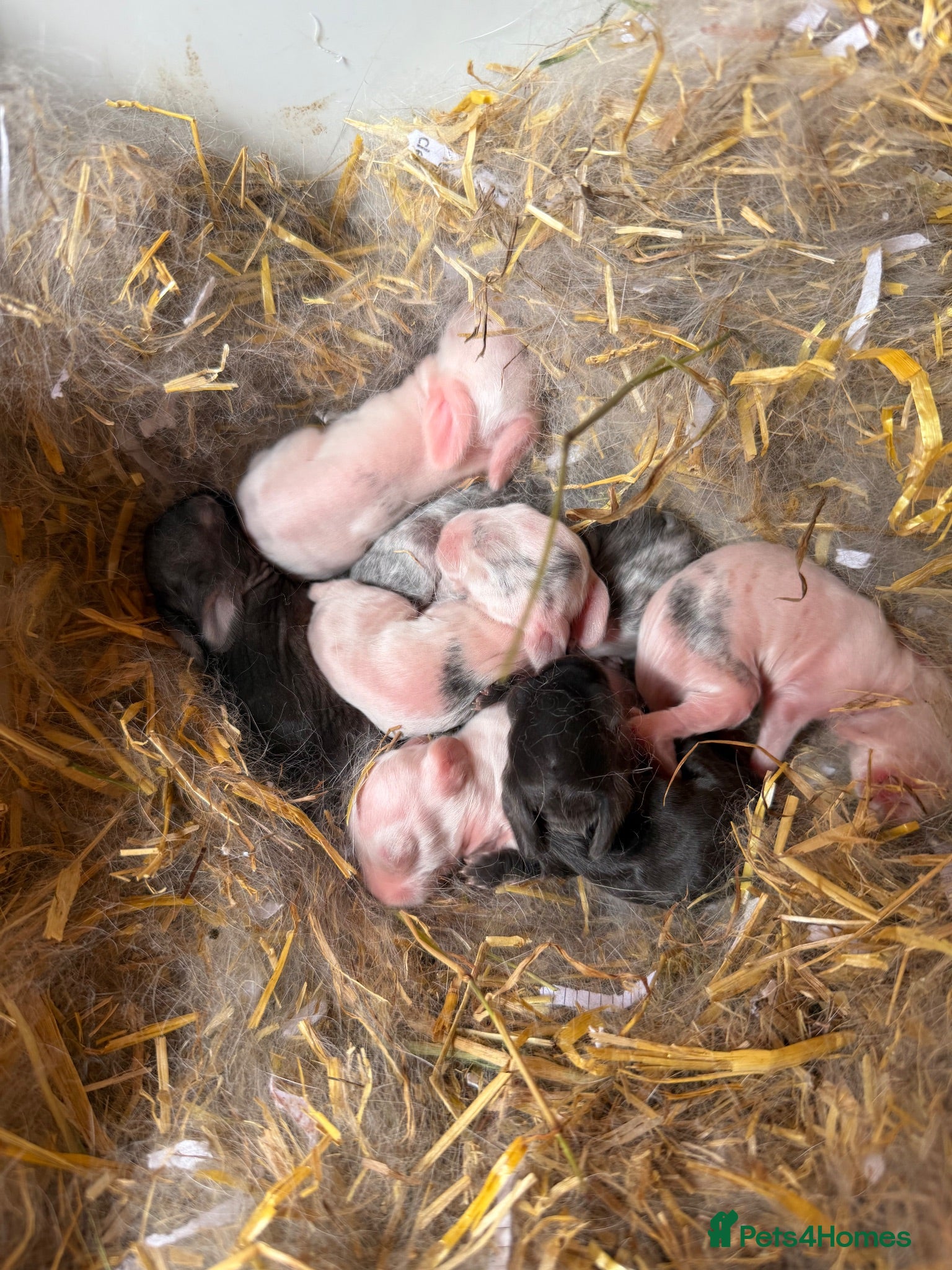 Dwarf Lop rabbits Dwarf Lop Baby Bunnies  - Advert 18