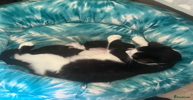 Mixed Breed cats - Advert 12