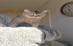 British Shorthair cats for sale: Beautiful Babies Available Ready To Leave - Image 19
