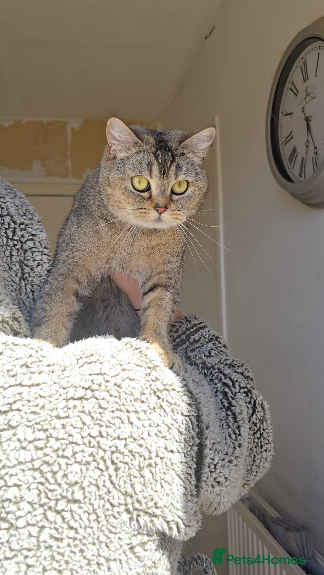 British Shorthair cats for sale: Beautiful Babies Available Ready To Leave - Image 19