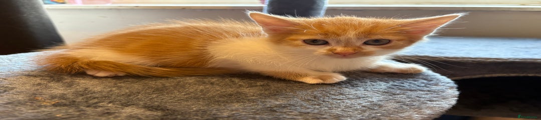 Ginger female