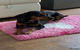 Mixed Breed dogs for sale: Beautiful Cocker Spaniel x Miniature Pinscher Girl - Image 3