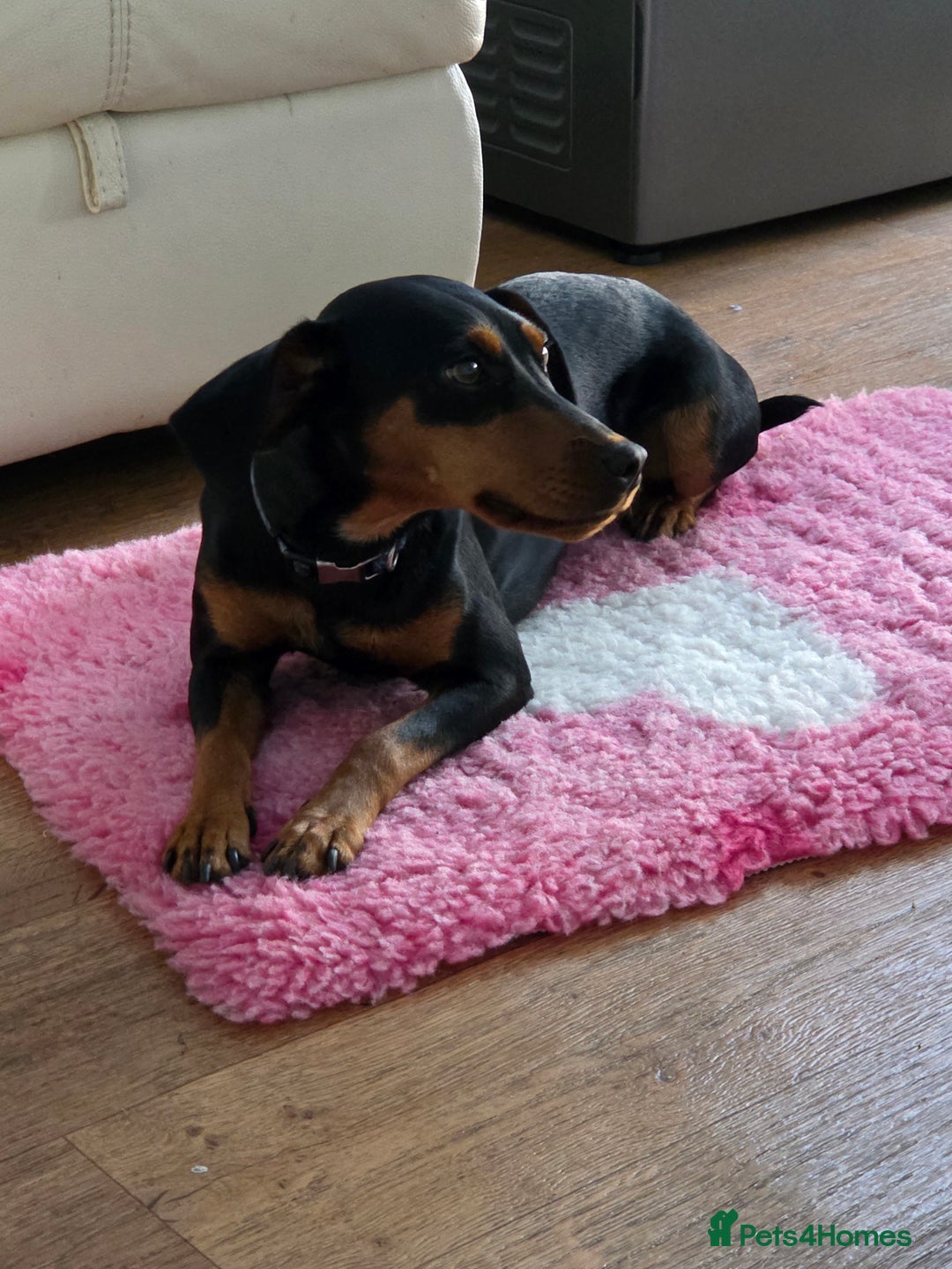 Mixed Breed dogs for sale: Beautiful Cocker Spaniel x Miniature Pinscher Girl - Image 3