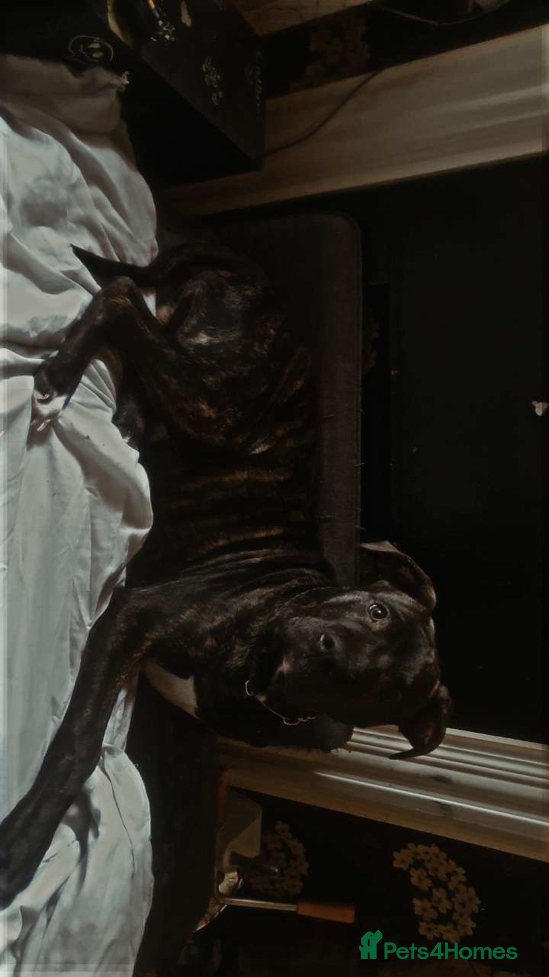 Staffordshire Bull Terrier dogs for sale: Male Staffy  - Image 2