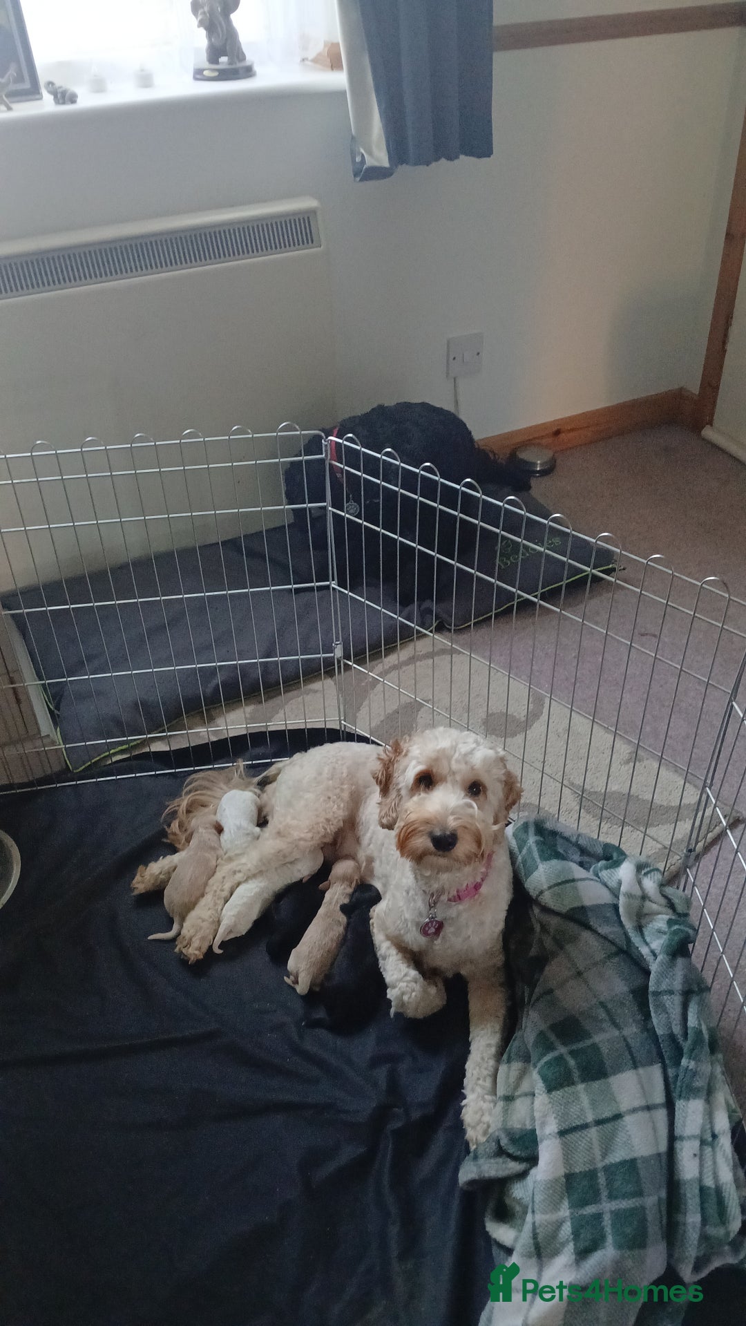 Cockapoo dogs for sale: Cockapoo puppies  - Image 7